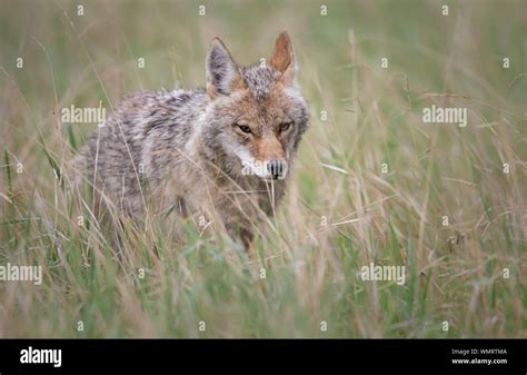 Coyote pups in the wild Stock Photo - Alamy