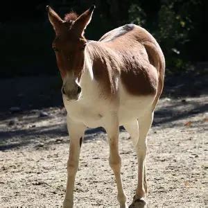 Kiang - Facts, Diet, Habitat & Pictures on Animalia.bio