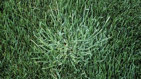 Tenacity Herbicide Warnings - Essential Guide