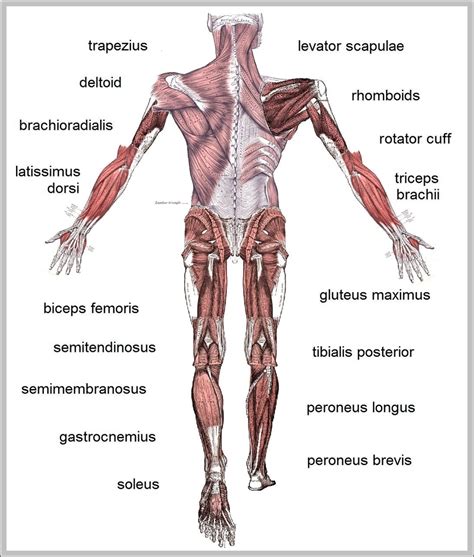 Pic Of Human Anatomy Image | Anatomy System - Human Body Anatomy diagram and chart images