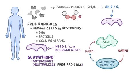 Glucose 6 Phosphate Dehydrogenase Mechanism