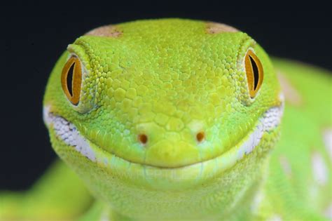 Wallpaper : face, wildlife, smiley, happy, bright, gecko, animal, cute ...