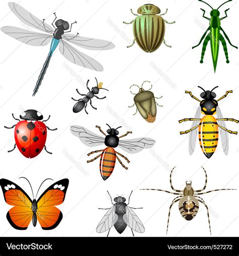 Insects or bugs Royalty Free Vector Image - VectorStock