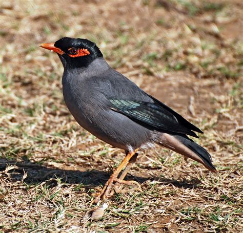 File:Bird India.jpg - Wikipedia