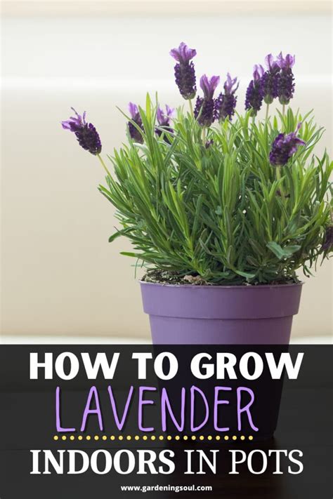 How To Grow Lavender Indoors in Pots