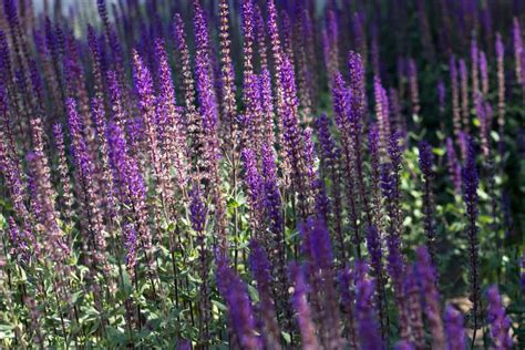 9 Pretty Purple Perennials That Deserve A Spot In Your Garden