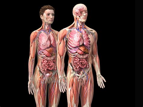 Anatomy Of Female Human Body From The Back - Female Muscle Diagram ...