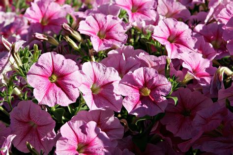 Petunia | Annual, Flowering, Fragrant | Britannica