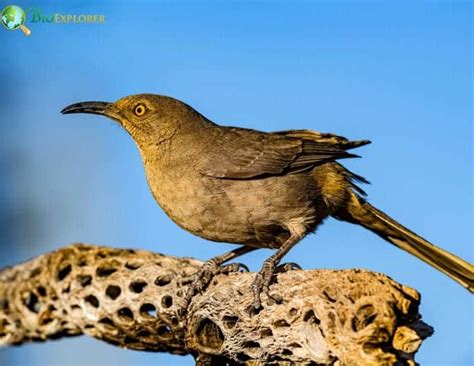 Mimids | Mimicry Birds | Mimidae | Mockingbirds | Thrashers & More