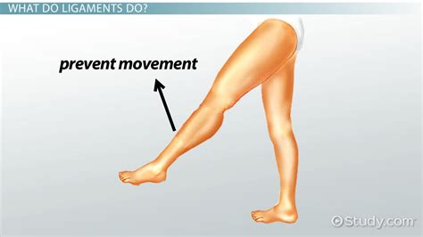 Ligament | Definition, Structure, Function & Types - Lesson | Study.com