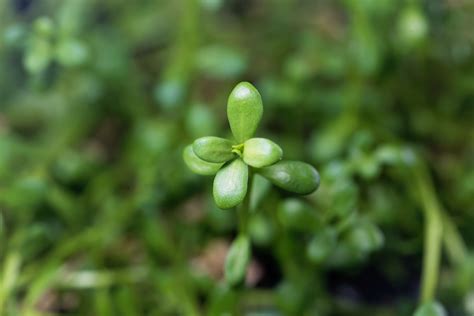 Brahmi: Benefits and Uses - bettergreenhealth