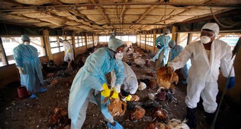 India: Bird Flu Outbreak India | JamaicaToday.com