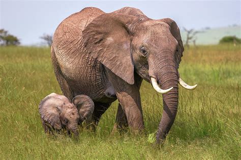 Elephant Mother and Calf Photograph by Eric Albright