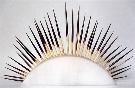 Porcupine Quills Photograph by Ucl, Grant Museum Of Zoology