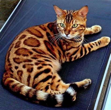 Pin by Isabel Furler on Animals & Pets in 2020 | Bengal cat, Bengal cat ...