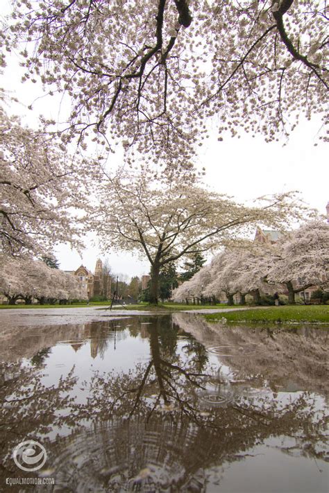 15 Photos Of The UW Cherry Blossoms