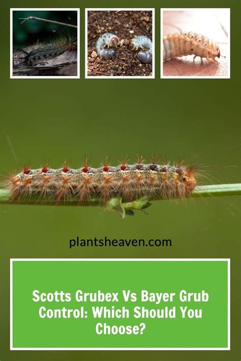 Scotts Grubex Vs Bayer Grub Control: Which Should You Choose? | Plants Heaven | Vegetable garden ...