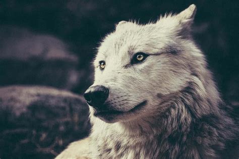 How to Embrace Being a Lone Wolf and Walk Your OWN Path ⋆ LonerWolf