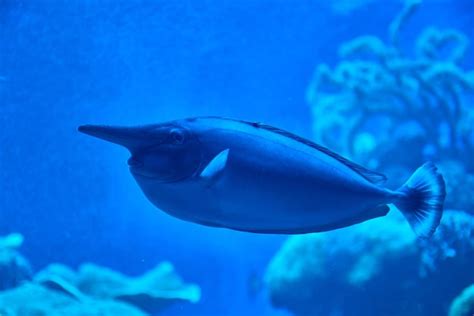 200+ Unicornfish Pictures