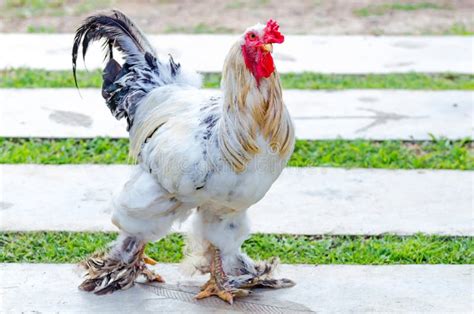 White Bantam Rooster Crowing In A Green Garden In The Morning Stock ...