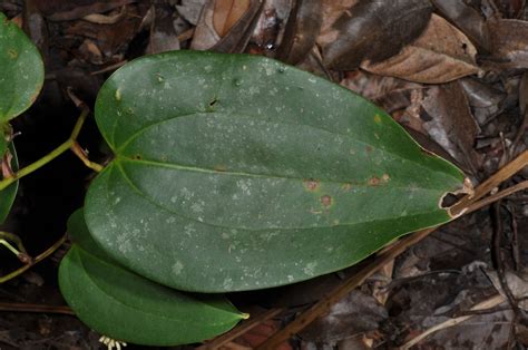 Smilax plant 1 (Smilacaceae) image 42902 at PhytoImages.siu.edu