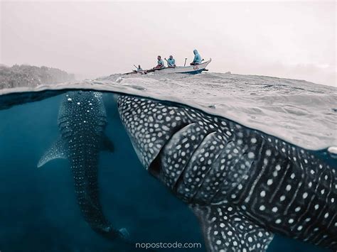 OSLOB WHALE SHARKS EXPERIENCE (2022) - Travel Guide