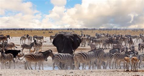 Parc National d'Etosha - Safari Namibie | Rhino Africa