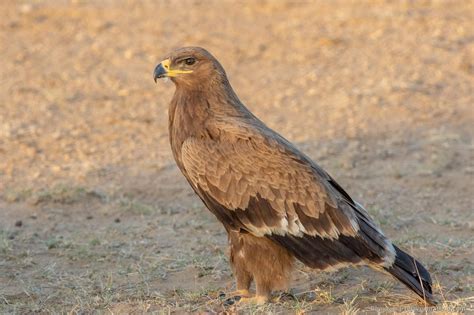 Steppe Eagle (Aquila nipalensis) - Desert National Park Rajasthan India ...