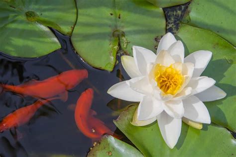 How To Plant Water Lilies In A Koi Pond (2023)