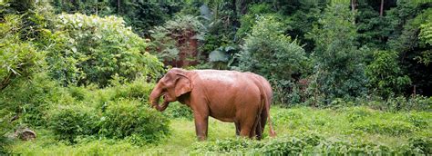 Wildlife holidays in Cambodia