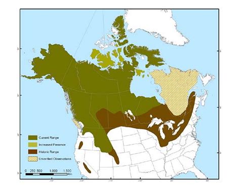 Threatened Nunavut wolverine habitat may lead to species protection | Nunatsiaq News