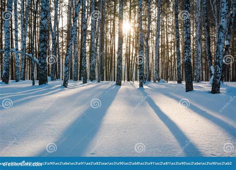 The Winter Forest Under Snow. the Wood in Siberia in the Winter. the ...