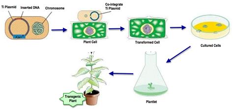 Agrobacterium