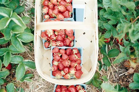 Strawberry Picking: A Love Story