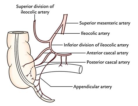 Easy Notes On 【Appendix】Learn in Just 4 Minutes!