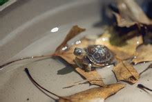 Three-toed Box Turtle Close-up Free Stock Photo - Public Domain Pictures