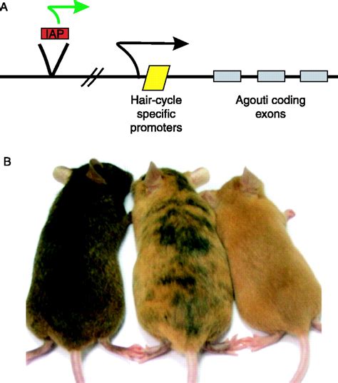 EPIGENETIC INHERITANCE AT THE AGOUTI LOCUS IN THE MOUSE PDF