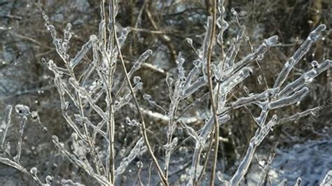 Ice storm aftermath - Stock Video Clip - K004/6017 - Science Photo Library