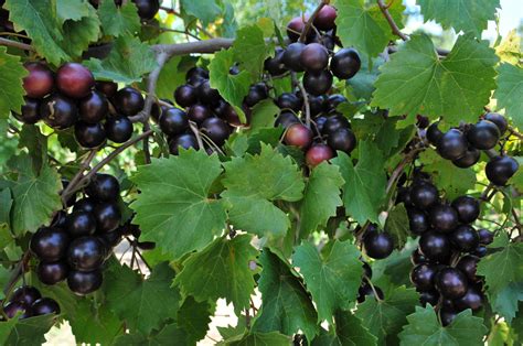 Muscadine Grapes - Tallahassee Nurseries | Tallahassee's Premier Garden ...