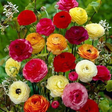 Ranunculus Bulbs (Spring-Planted) - Mix Now Shipping Zones 8-10 | Bulb ...