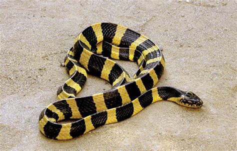 9 of the World’s Deadliest Snakes | Britannica