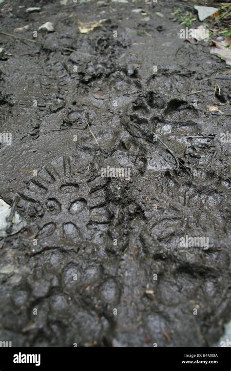 Muddy human footprints hi-res stock photography and images - Alamy