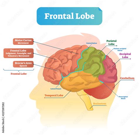 Frontal lobe vector illustration. Labeled diagram with brain part ...