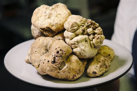 Are precious white truffles worth the hype — and the price?