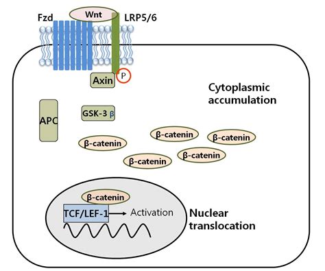 Wnt/β-Catenin Signaling Pathway in Canine Skin Melanoma and a Possibility as a Cancer Model for ...