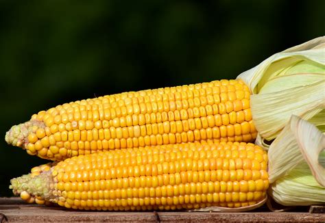 Maize - Corn - Zea mays - World Crops Database - Cereals