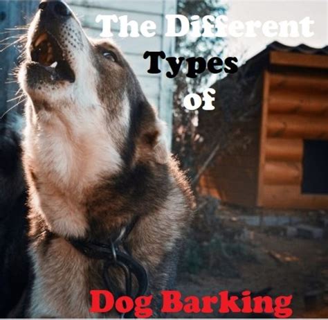 11 Different Types of Dog Barking (With Translations) - PetHelpful