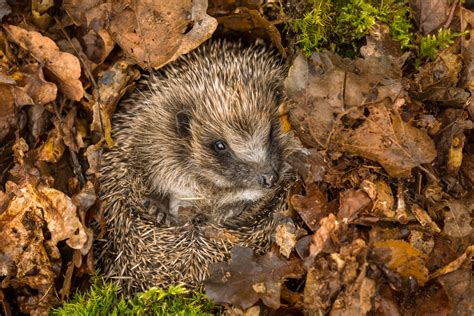 Things to Know About Hedgehog & Badger Hibernation - Wildthings