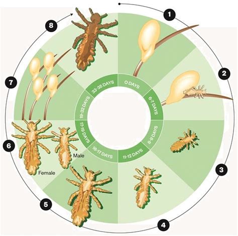 lice life cycle without host - Ember Memoir Picture Show