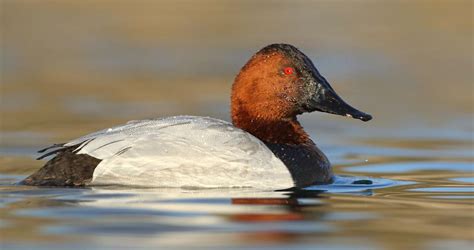 Canvasback Identification, All About Birds, Cornell Lab of Ornithology